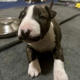Bull Terrier Puppies from Lynn Hill Bull Terriers