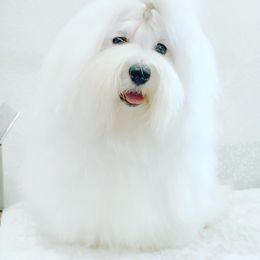 Taffy - Coton de Tulear