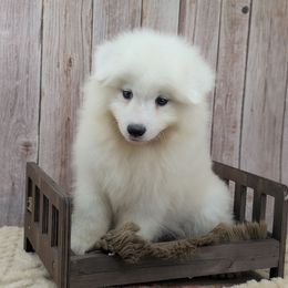Gray - White male Samoyed puppy in Erda, Utah from Desert Snow Samoyeds
