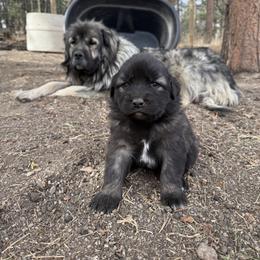 Aussiedoodle and Sarplaninac Puppies from Pesky Redneck Mini Ranch