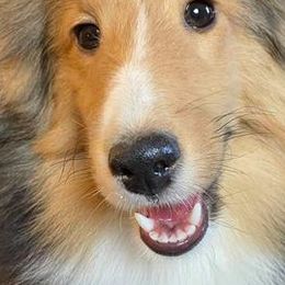 Shetland Sheepdogs from Elizabeth Ann Beck's Shetland Sheepdogs