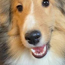 Shetland Sheepdogs from Elizabeth Ann Beck's Shetland Sheepdogs