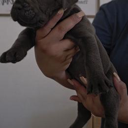 Mint and Orange Collar - Gray female Cane Corso puppy in Lake Elsinore, California from CRUCIAL CANE CORSOS