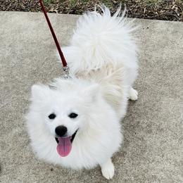 Bentley - White male Pomeranian puppy in St. Louis, Missouri from Saint Louis Pomeranian babies