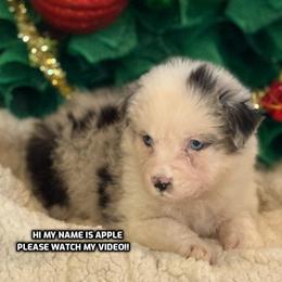 Apple - Blue merle female Australian Shepherd puppy in Bethany, Connecticut from Wynter Thyme Manor Australian shepherds