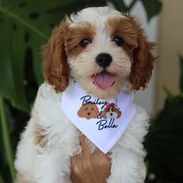 Cavapoo Puppies from Bailey & Bella Cavapoos