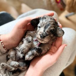 Stevie - Merle female Cockapoo puppy in Denver, Pennsylvania from Greenview Puppies