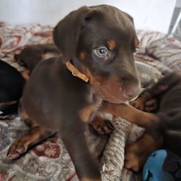 Scarlett - Red and rust female Doberman Pinscher puppy in Anderson, Indiana from Legendary Kennels