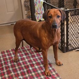 Kamaya - Rhodesian Ridgeback