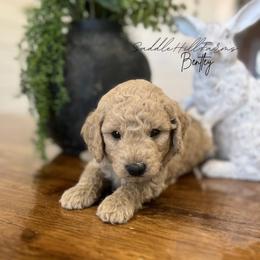 Bentley - Cream male Goldendoodle puppy in Rienzi, Mississippi from Saddle Hill Farms