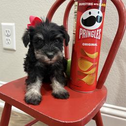 Pink girl - Black and silver female Miniature Schnauzer puppy in Garrison, Texas from RNH Schnauzers