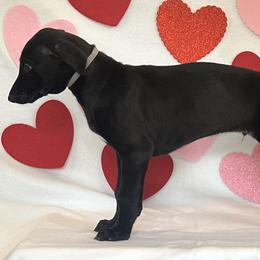 Boy 4 - Black Greyhound puppy in St. Louis, Missouri from Velocitas Greyhounds
