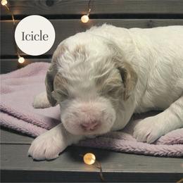 Icicle - Parti female Goldendoodle puppy in Ellenburg Center, New York from Kristin's Puppies