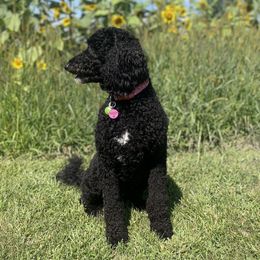 Maggie - Goldendoodle
