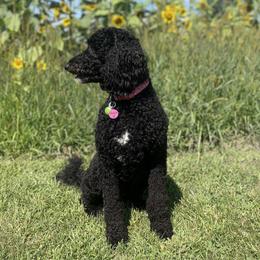 Maggie - Goldendoodle