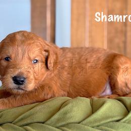 Shamrock - Red  male Goldendoodle puppy in Lancaster, Minnesota from North Star Dog Training