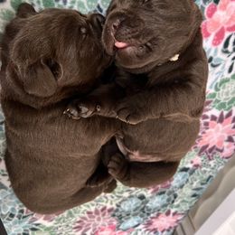Labrador Retriever Puppies from Jewelwyn Labradors