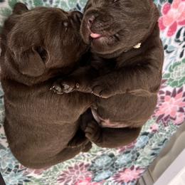Labrador Retriever Puppies from Jewelwyn Labradors