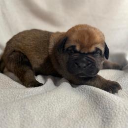 Fawn Black - Fawn male Cane Corso puppy in Paris, Texas from Knucklehead Cane Corso