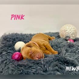Pink Collar - Golden female Golden Retriever puppy in Kenyon, Minnesota from Double W Golden Retrievers