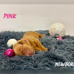 Pink Collar - Golden female Golden Retriever puppy in Kenyon, Minnesota from Double W Golden Retrievers
