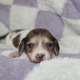 Orion - Cream male Dachshund puppy in La Junta, Colorado from Royal King’s Mini Dachshunds