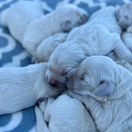 Girl 2 - Light golden female Golden Retriever puppy in Tonasket, Washington from Denzil’s Goldens