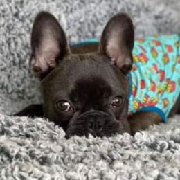 Boston Terriers and French Bulldogs from Peachy Keen Bostons and Frenchies