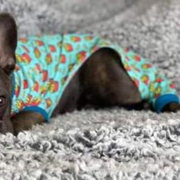 Boston Terriers and French Bulldogs from Peachy Keen Bostons and Frenchies