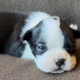 Boy 2 - Black and white Boston Terrier puppy in Columbus, Ohio from Columbus Boston Terriers