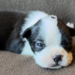 Boy 2 - Black and white Boston Terrier puppy in Columbus, Ohio from Columbus Boston Terriers