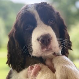Risto - Liver and white male English Springer Spaniel puppy in Cookeville, Tennessee from AVE Springer Spaniels