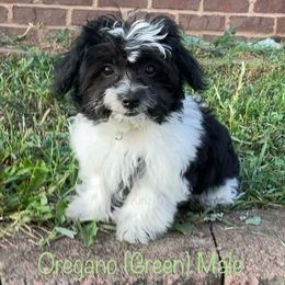 Oregano - Black and white male Shichon puppy in De Pere, Wisconsin from Kinzor Kennels
