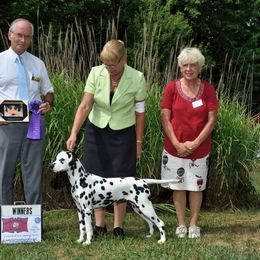 Shasta - Dalmatian