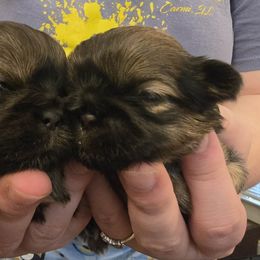 Girl 1 - Brindle female Shih Tzu puppy in Norris City, Illinois from Dainty and Darling Shih Tzu