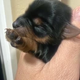 Olivia - Black and gold female Morkie puppy in Winston Salem, North Carolina from Patty’s Paws