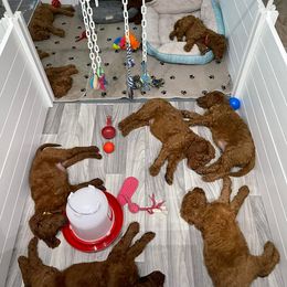 Labradoodles from Miss Molly Doodles