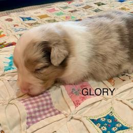 AKC Glory - Red merle female Australian Shepherd puppy in Zeeland, Michigan from Apple Ridge AKC Aussies
