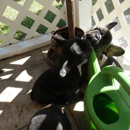 French Bulldog All Grown Up from Baltic French Bulldogs