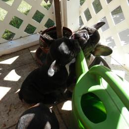 French Bulldog All Grown Up from Baltic French Bulldogs