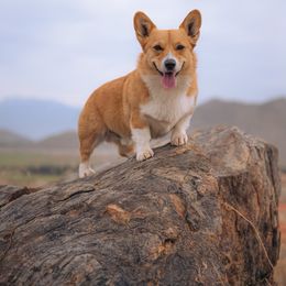 Pembroke Welsh Corgi All Grown Up from G.G.'s Corgis