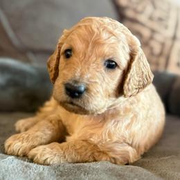 Willow - Apricot female Goldendoodle puppy in Maricopa, Arizona from AZ Designer Goldendoodles