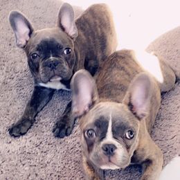 French Bulldogs from Bmore French