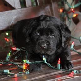 Labrador Retriever Puppies from Pure Joy Labradors