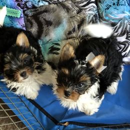 Biewer Terrier Puppies from Amore-Biewers, House of Wagging Tails