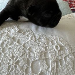 French Bulldog All Grown Up from Pipsters