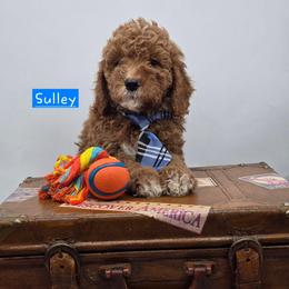 Sulley - Red  male Goldendoodle puppy in Neillsville, Wisconsin from Granton Creek