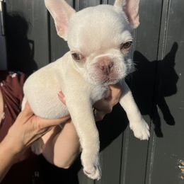 French Bulldog Puppies from Love Bundles