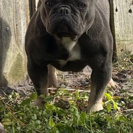 Militia - Blue female French Bulldog puppy in Largo, Florida from Infinity Frenchies