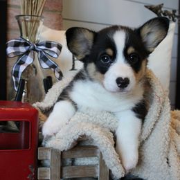 Roxy - Black and tan female Pembroke Welsh Corgi puppy in Purcellville, Virginia from Rhone River Farm Pembroke Welsh Corgis